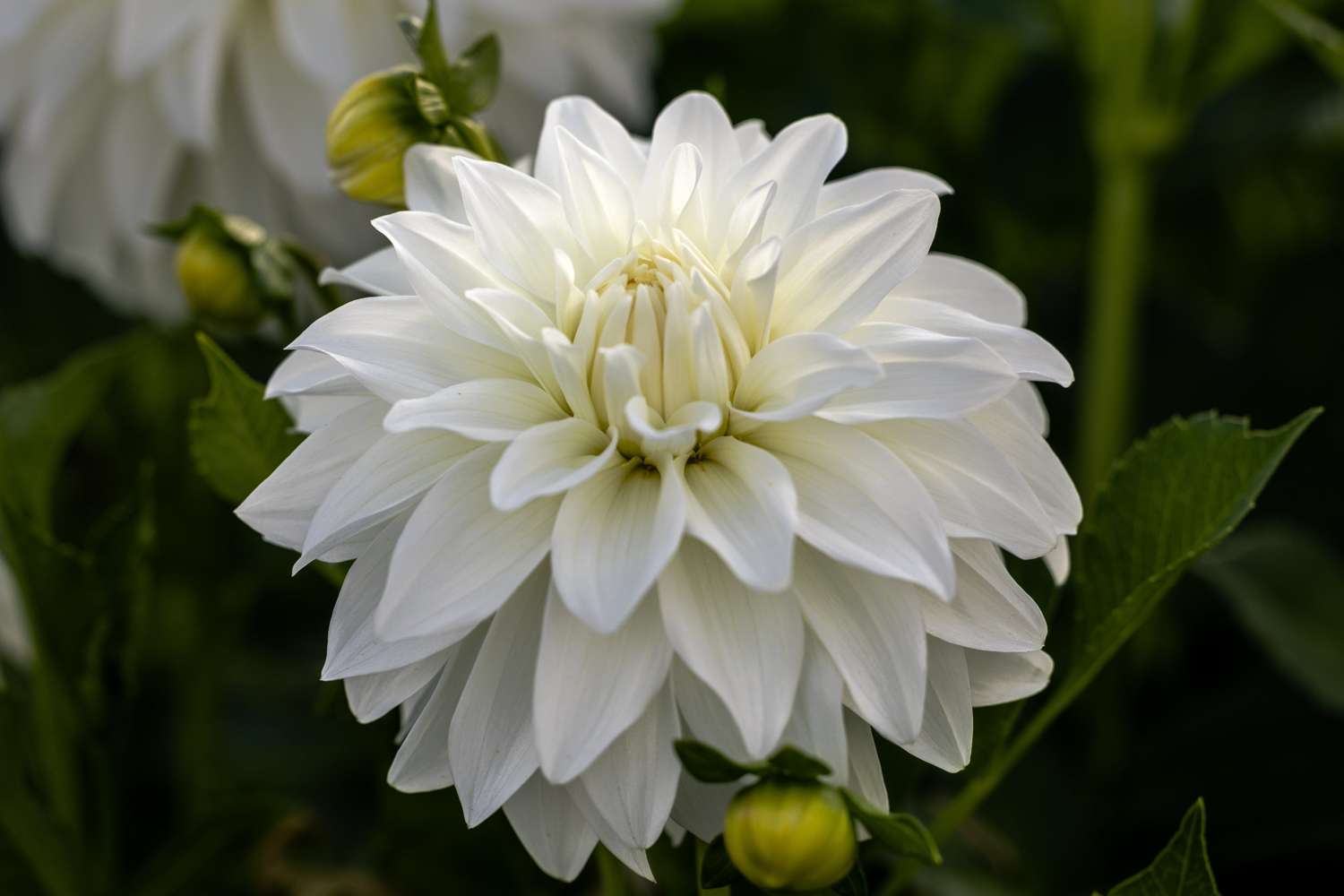 Daalia 'Lady Liberty'
